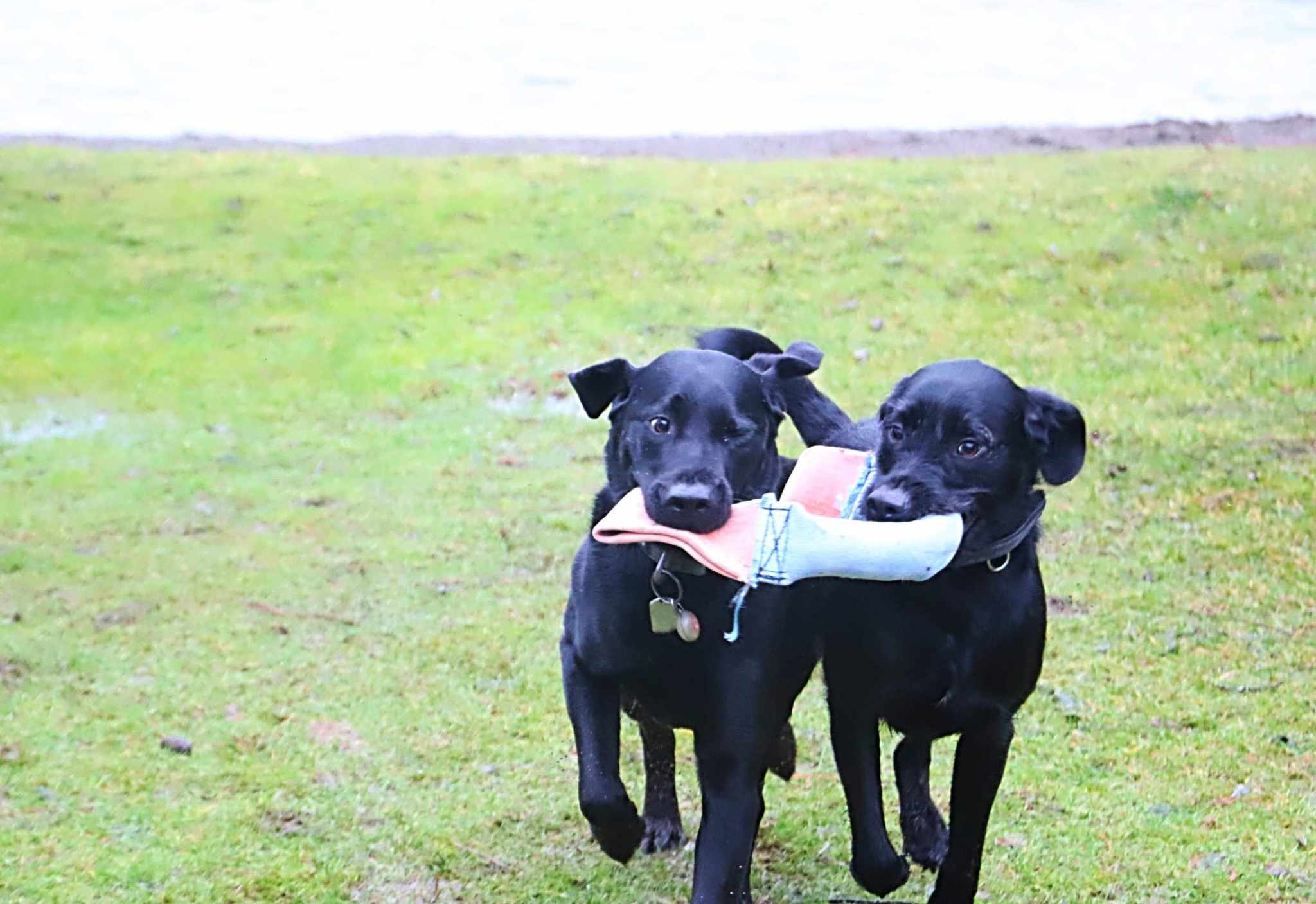 Dual-Handle Recycled Fire-Hose Tug of War Dog Toy