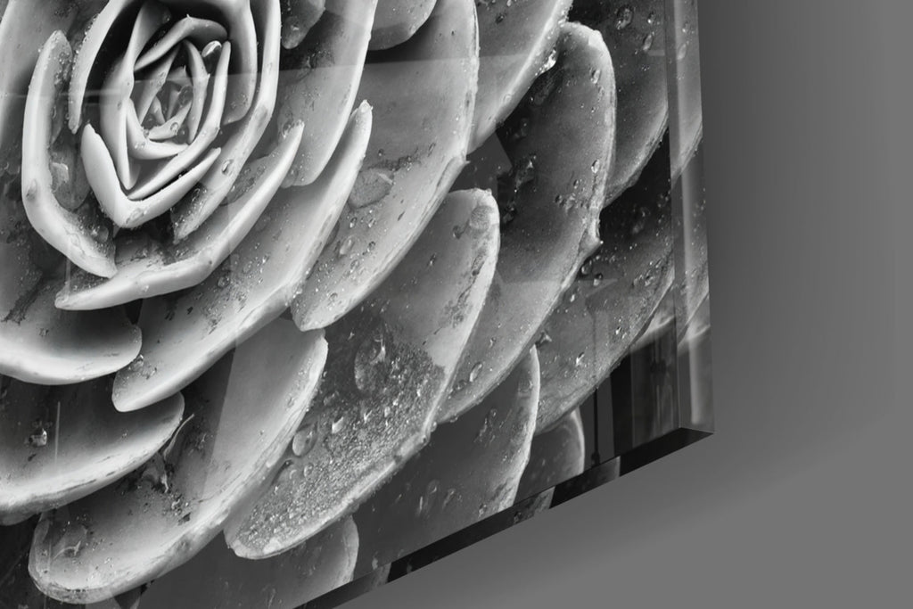 Monochrome Succulent Rosette Glass Wall Art