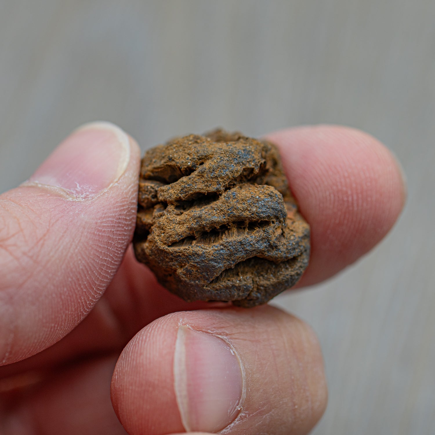 Hell Creek Mini Dawn Redwood Cones - Fossilized Metasequoia Cones