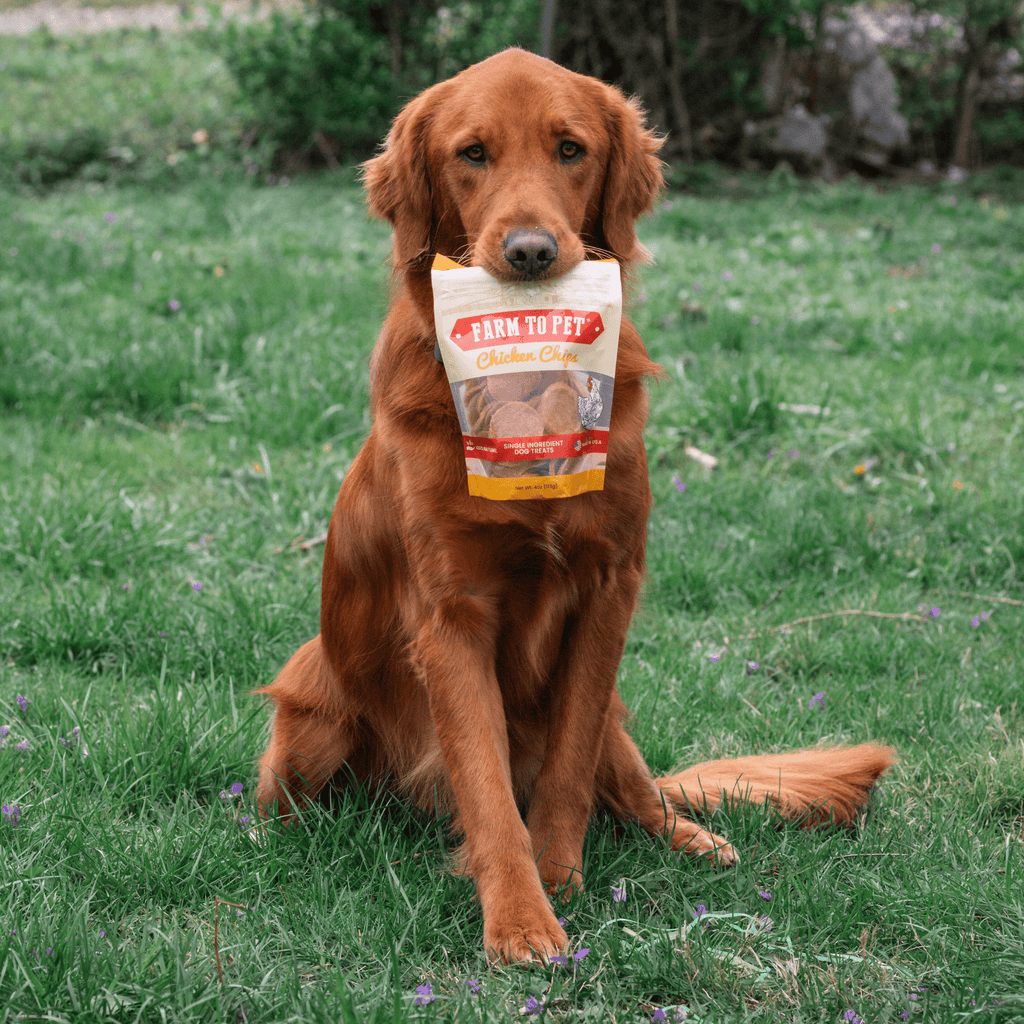 Chicken Chips for Dogs | All - Natural Single - Ingredient Dog Treats - PhishStones Products