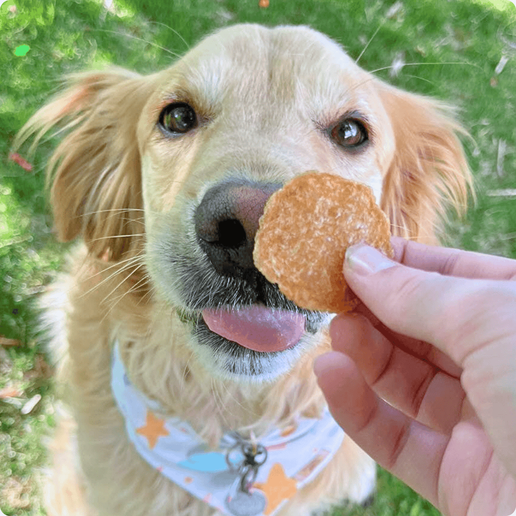 Chicken Chips for Dogs | All - Natural Single - Ingredient Dog Treats - PhishStones Products