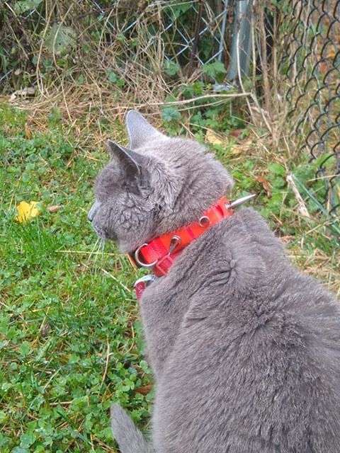 CoyoteCollar - PhishStones Products
