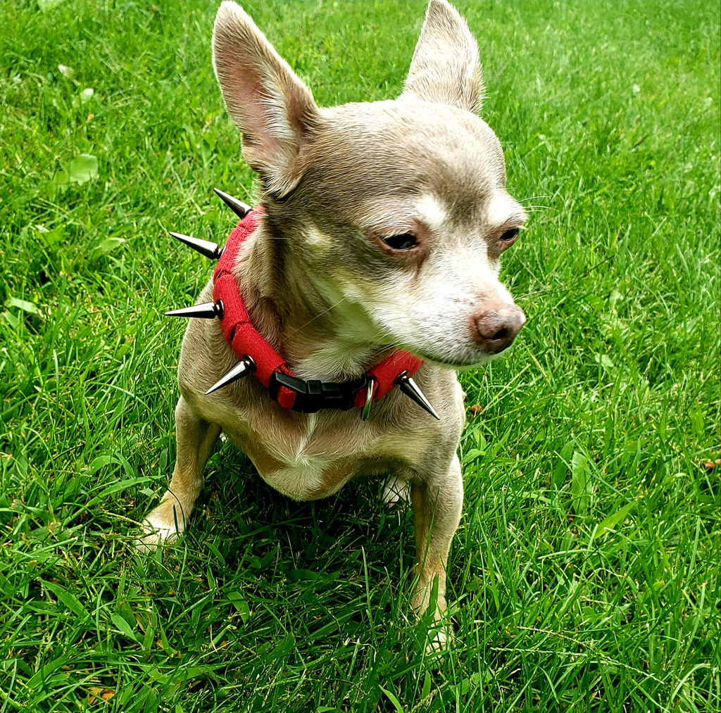 CoyoteCollar - PhishStones Products