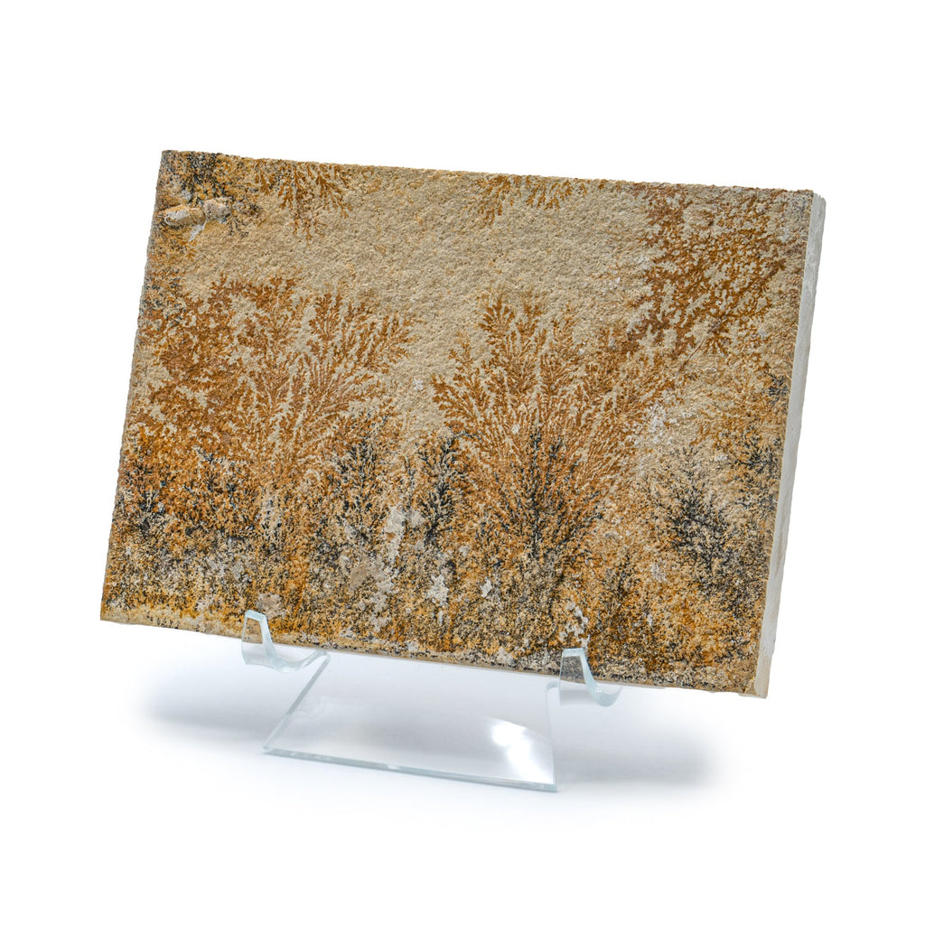 Dendrite Crystal Portraits