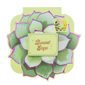 Desert Sage | 25-Shade Palette