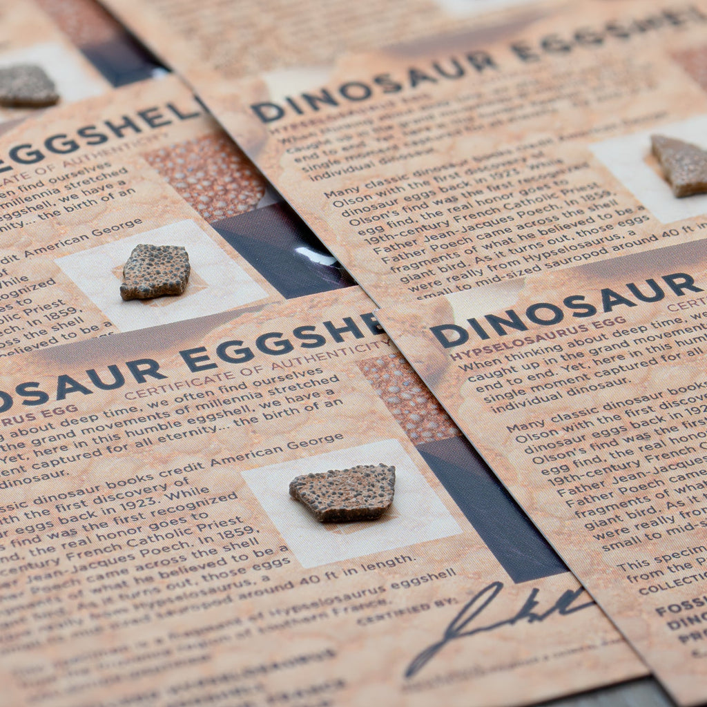 Dinosaur Eggshell - Card Display - Authentic Fossil