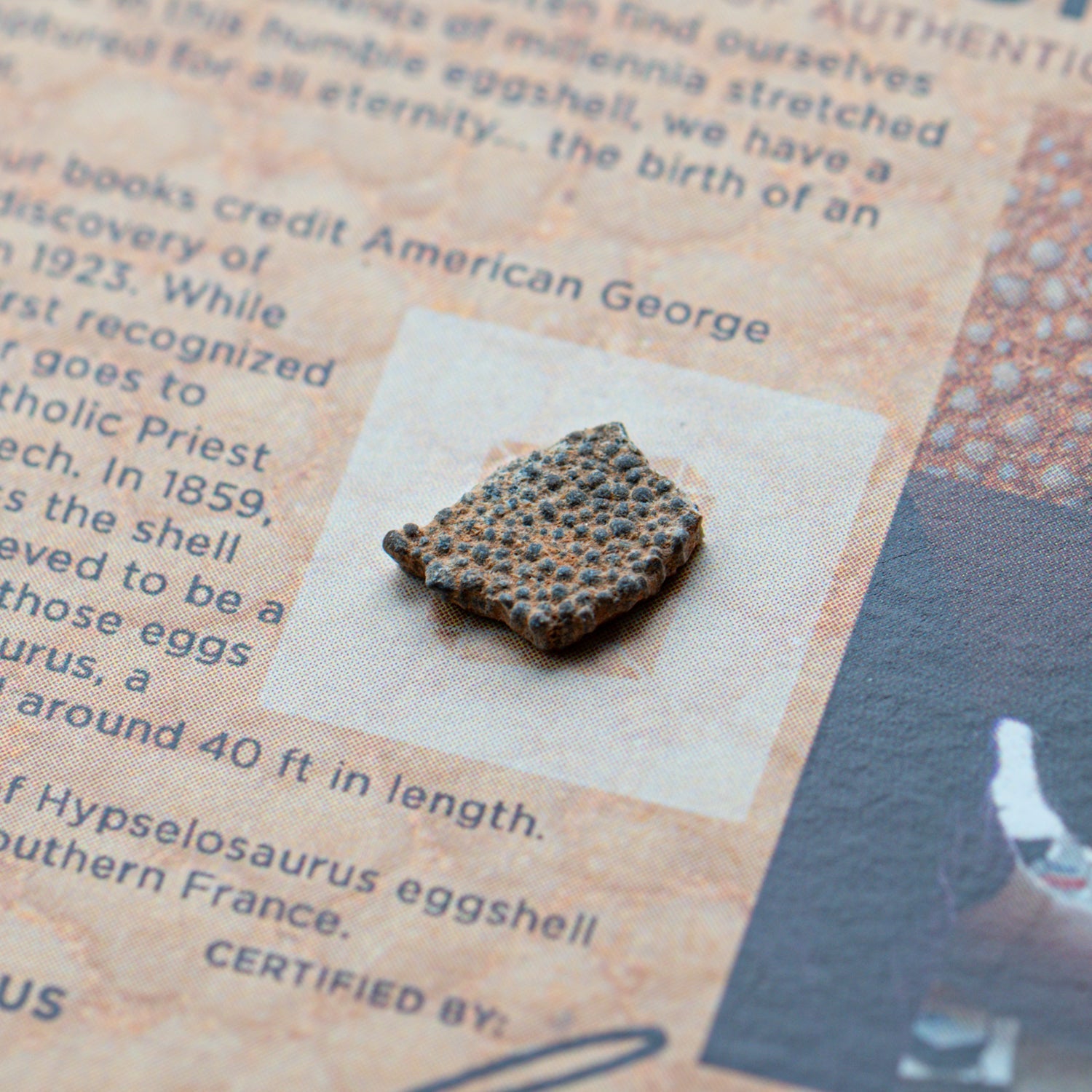 Dinosaur Eggshell - Card Display - Authentic Fossil