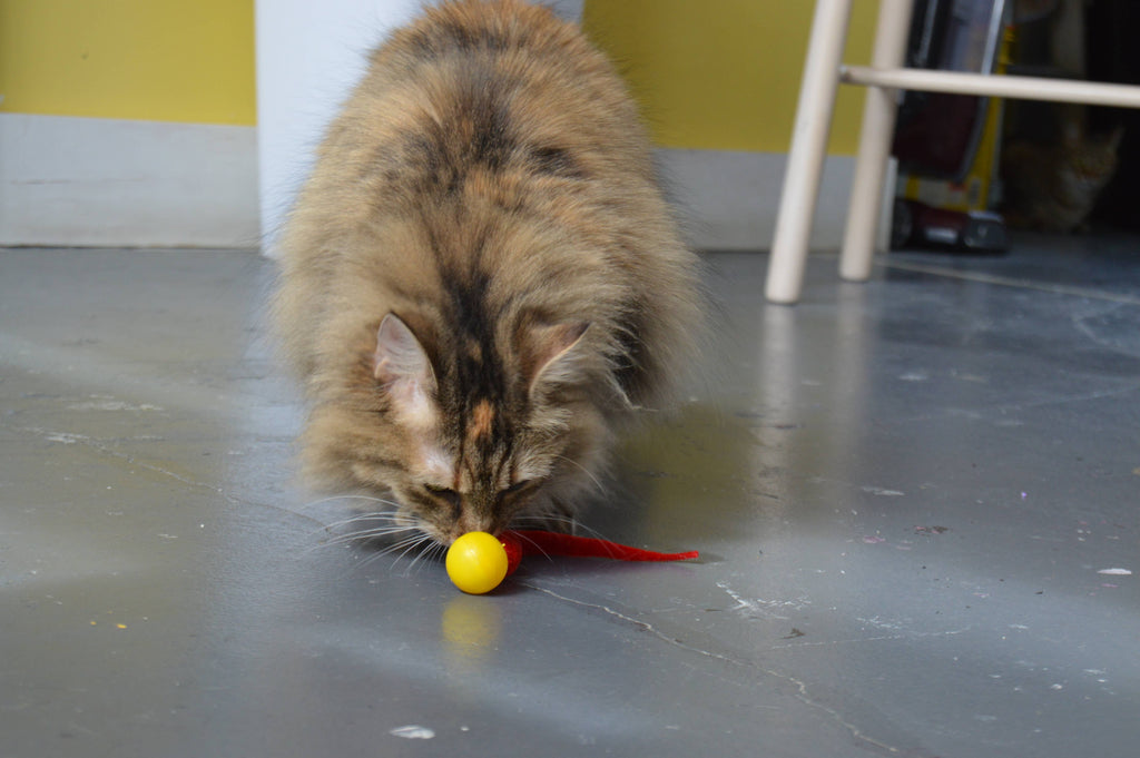 🐱🎾 Wiggly Pings Cat Toys – Jingle Balls with Wiggling Tails