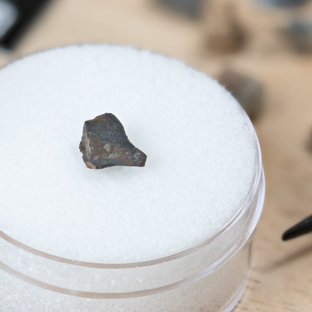 Edmontosaurus Tooth