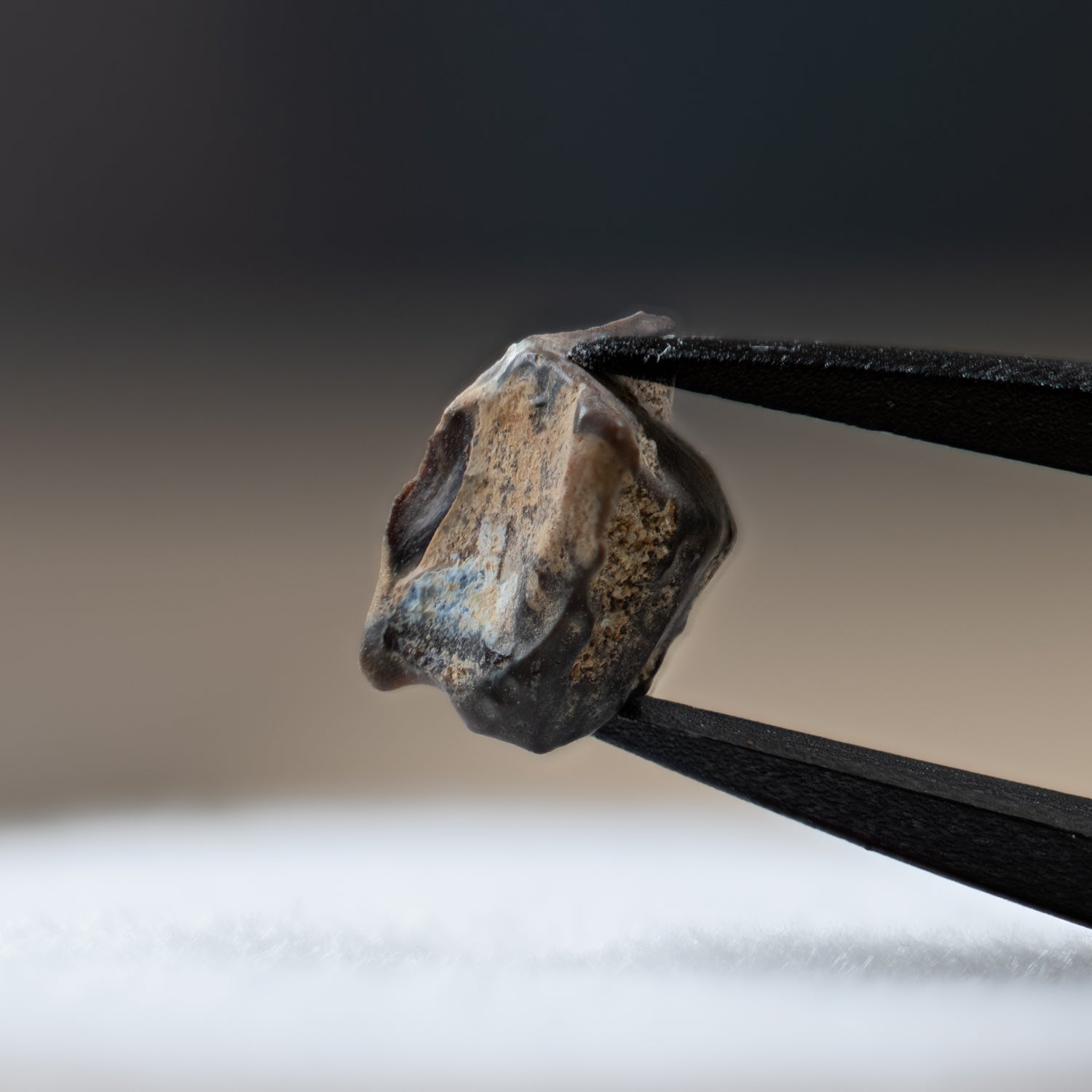 Edmontosaurus Tooth
