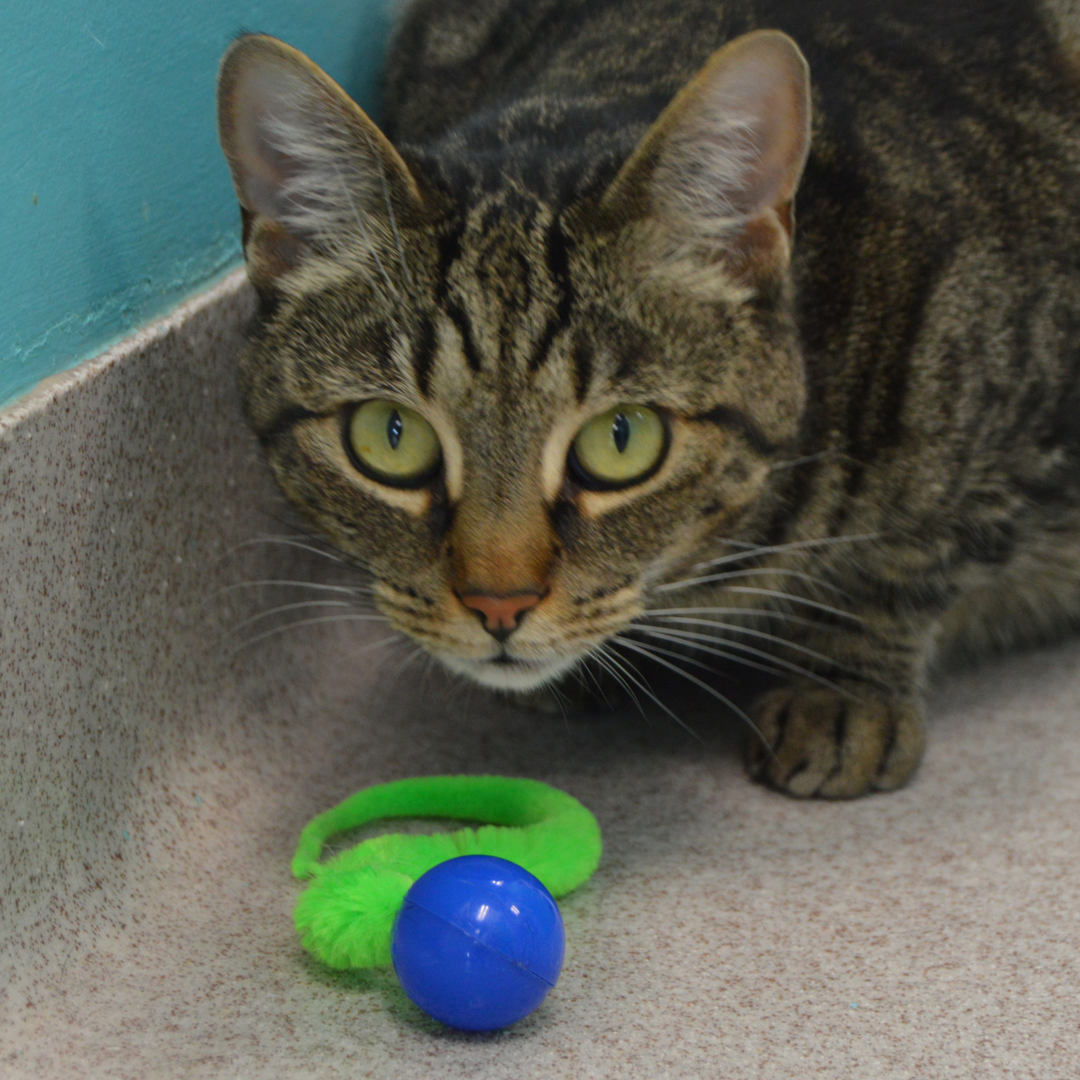 🐱🎾 Wiggly Pings Cat Toys – Jingle Balls with Wiggling Tails