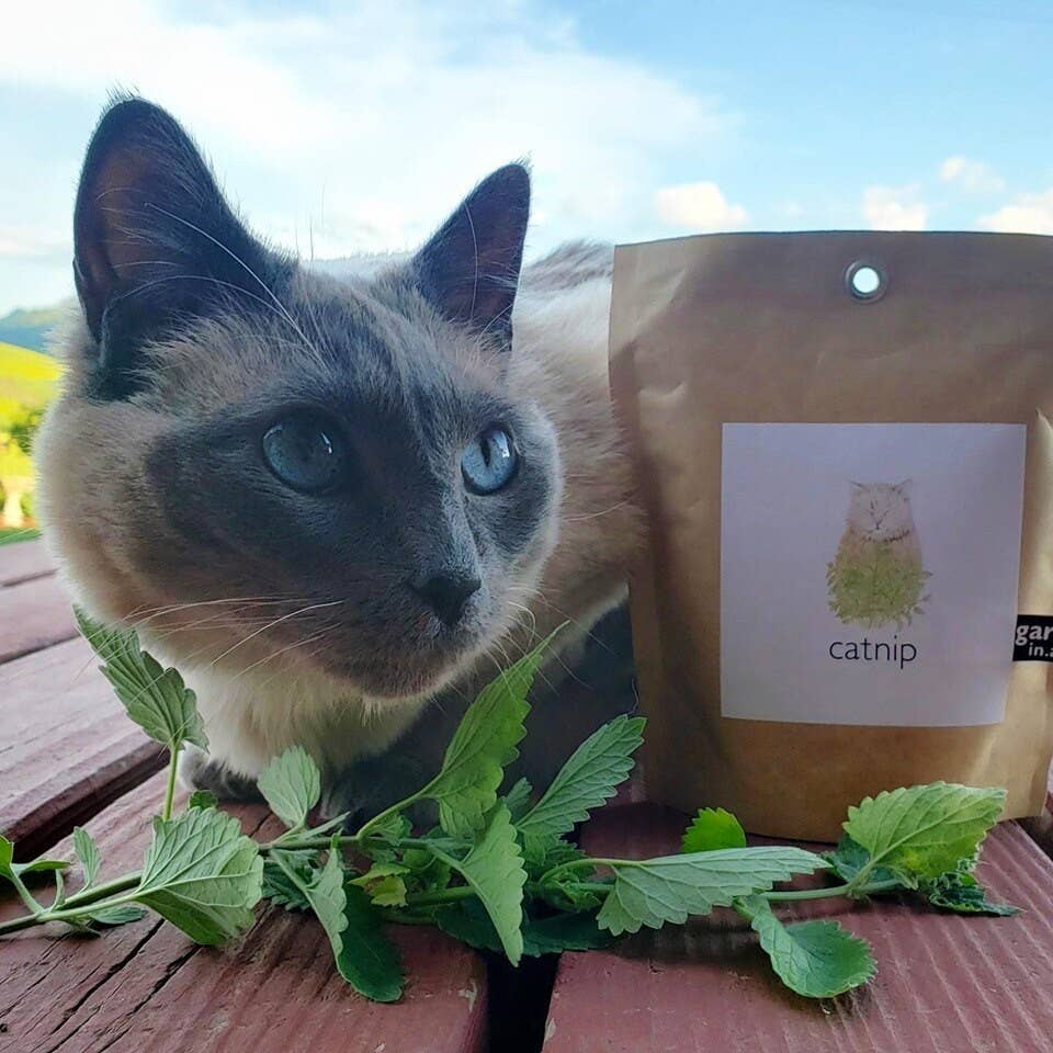 🐱🌱Garden in a Bag | Catnip | Spring Pet Treat Gift