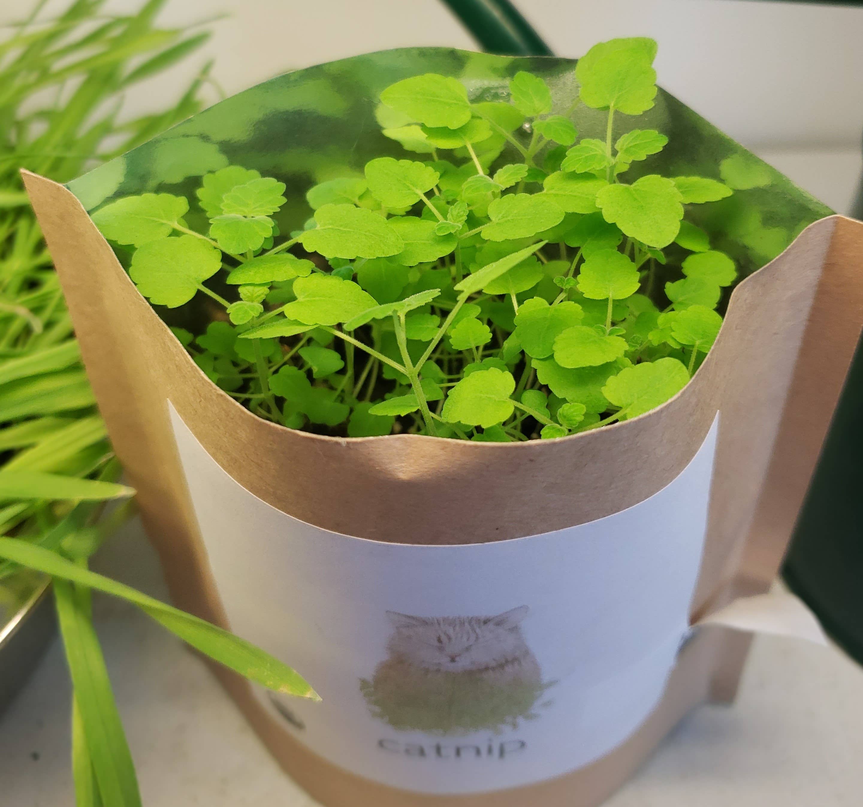 🐱🌱Garden in a Bag | Catnip | Spring Pet Treat Gift