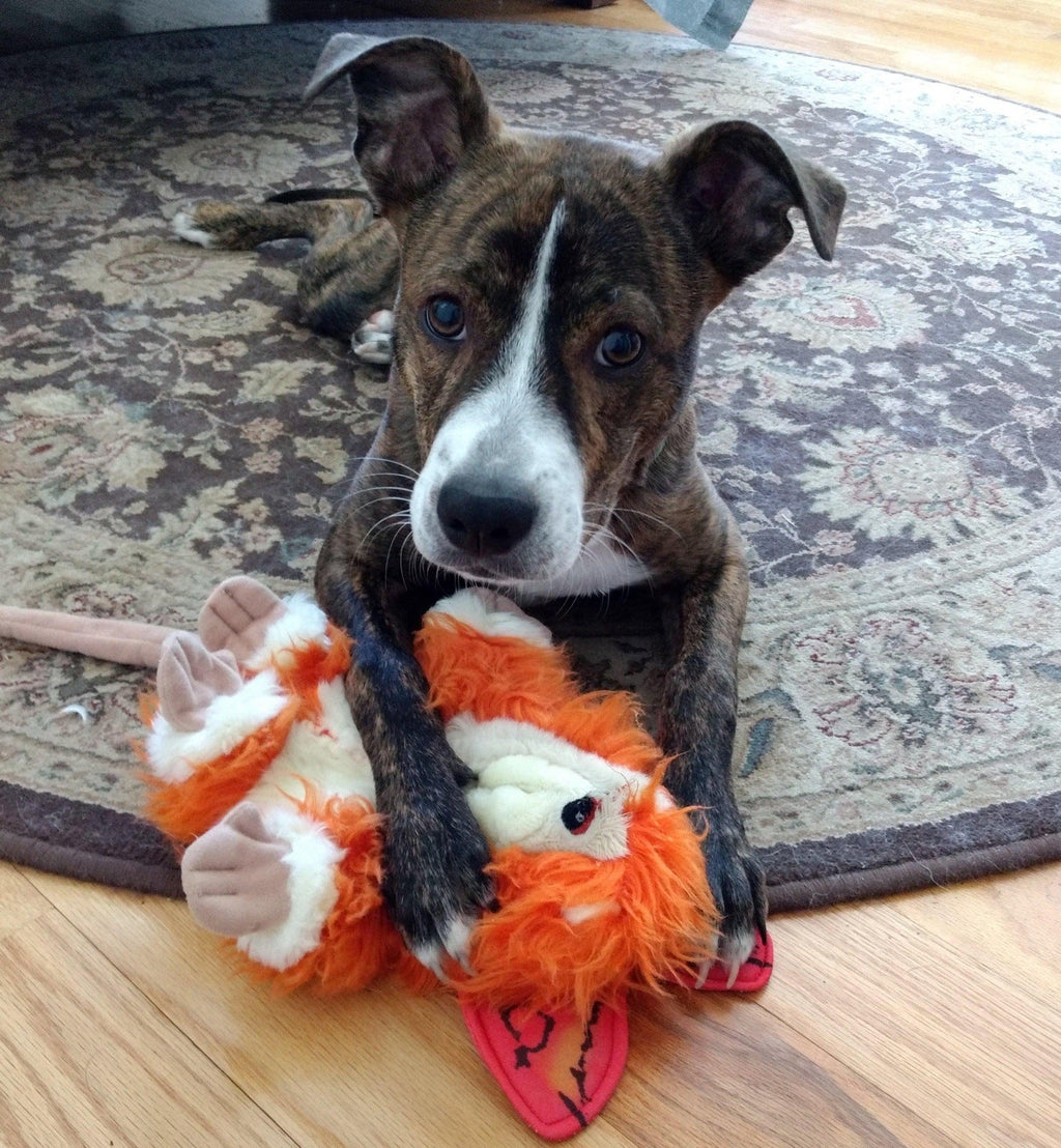 Flat 'n Tuff: No Stuffing, Squeaky: All sizes