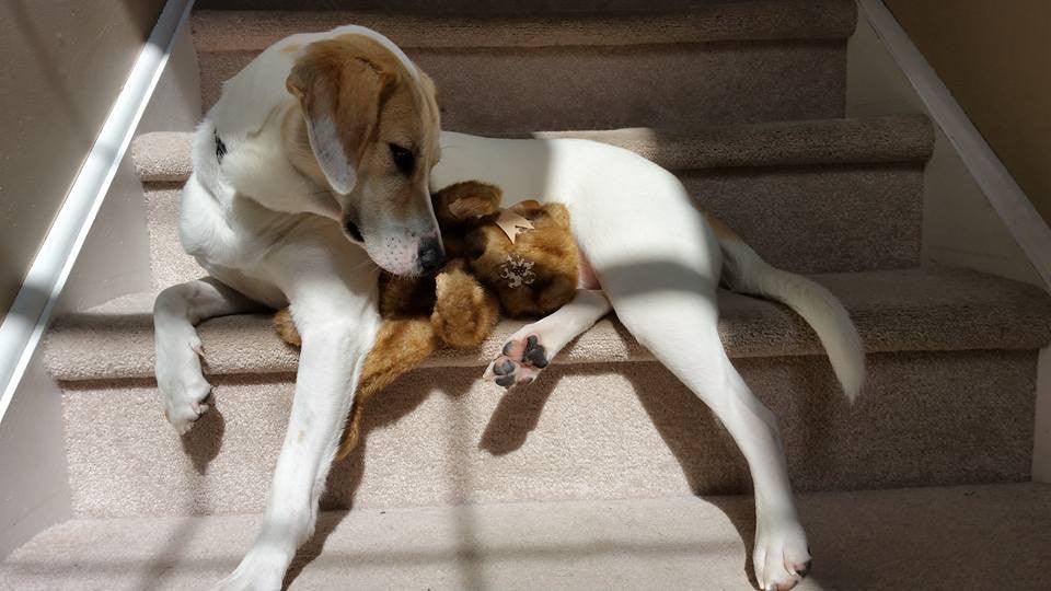 Flat 'n Tuff: No Stuffing, Squeaky: All sizes