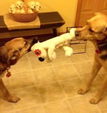 Flat 'n Tuff: No Stuffing, Squeaky: All sizes