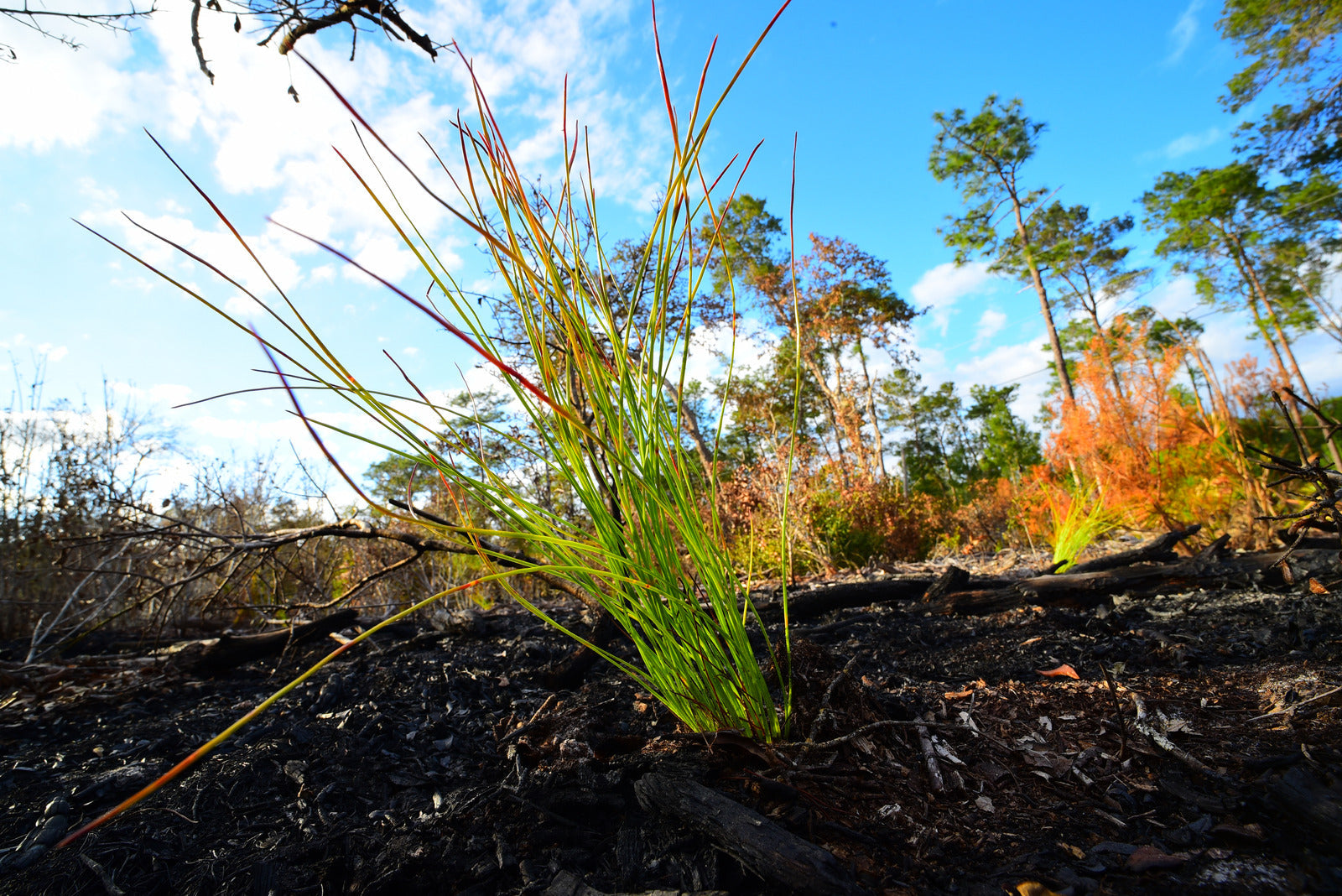 Plant a Tree in Florida - Memorial Trees & Tribute Trees