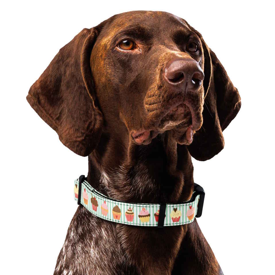 Cupcakes Dog Collar & Leash