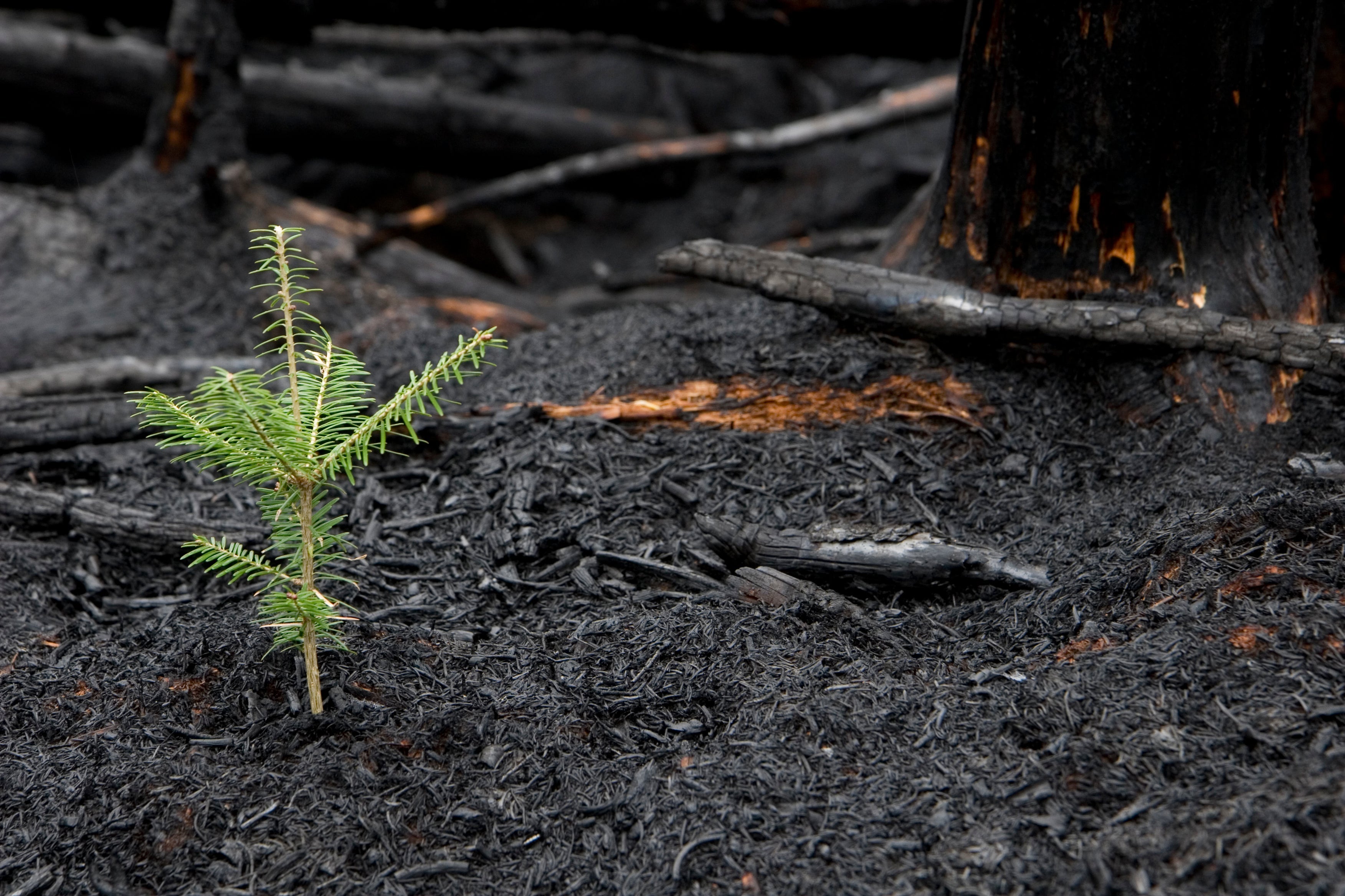 Plant a Tree in Honor or Memory in a California National Forest - A Living Tribute