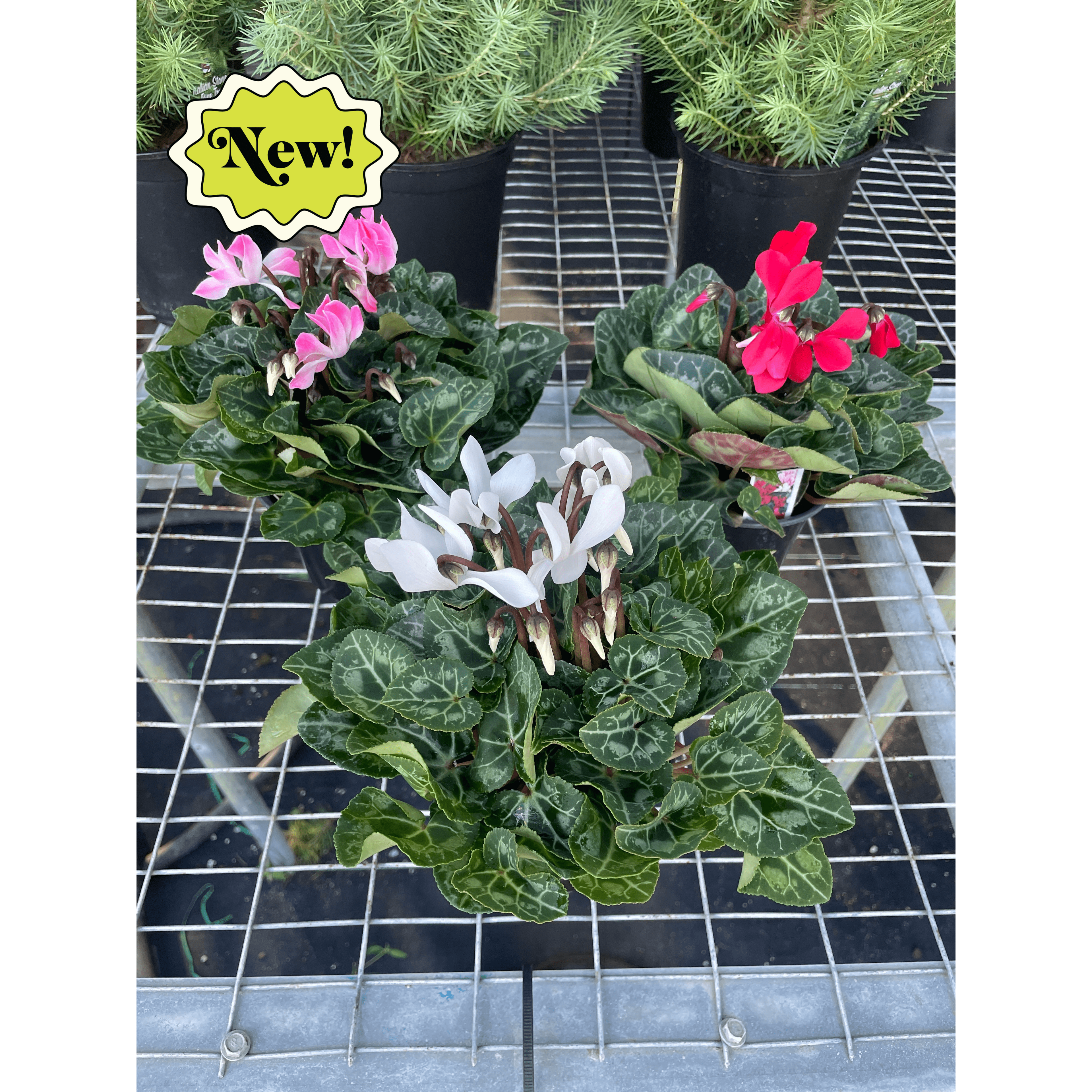 Cyclamen 'Assorted'