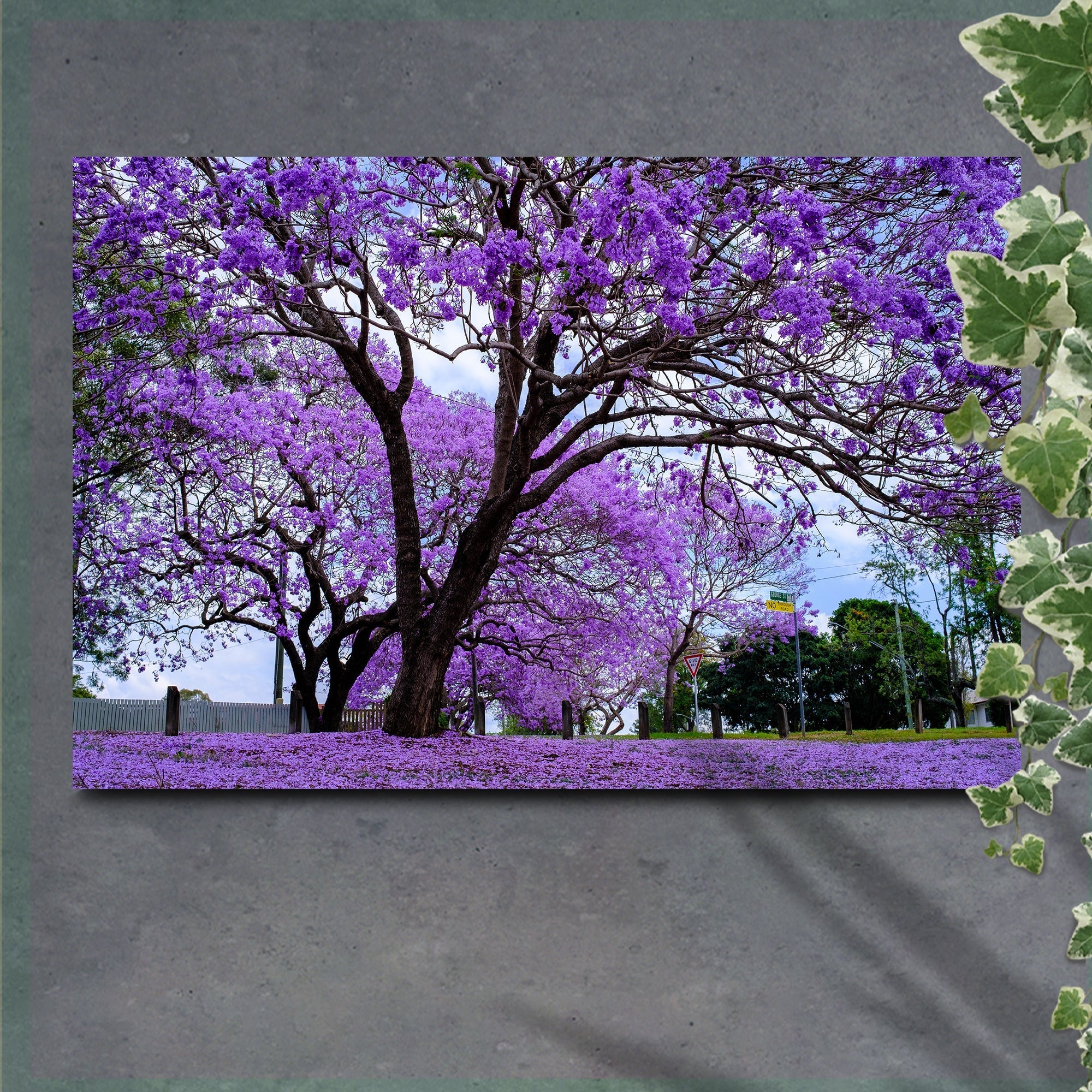 Jacaranda Trees Canvas Wall Art - PhishStones Products