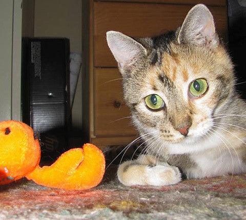 Kitty Bat About Cat Toys with Rattles
