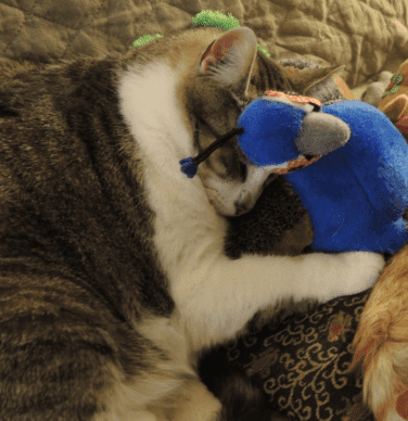 Kitty Bat About Cat Toys with Rattles