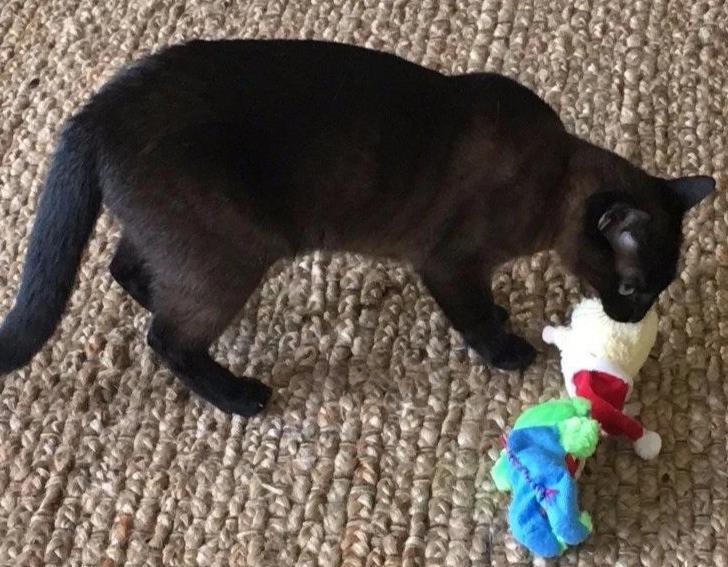20% OFF! Kitty Combo Catnip & Rattle Cat Toy / Organic Catnip