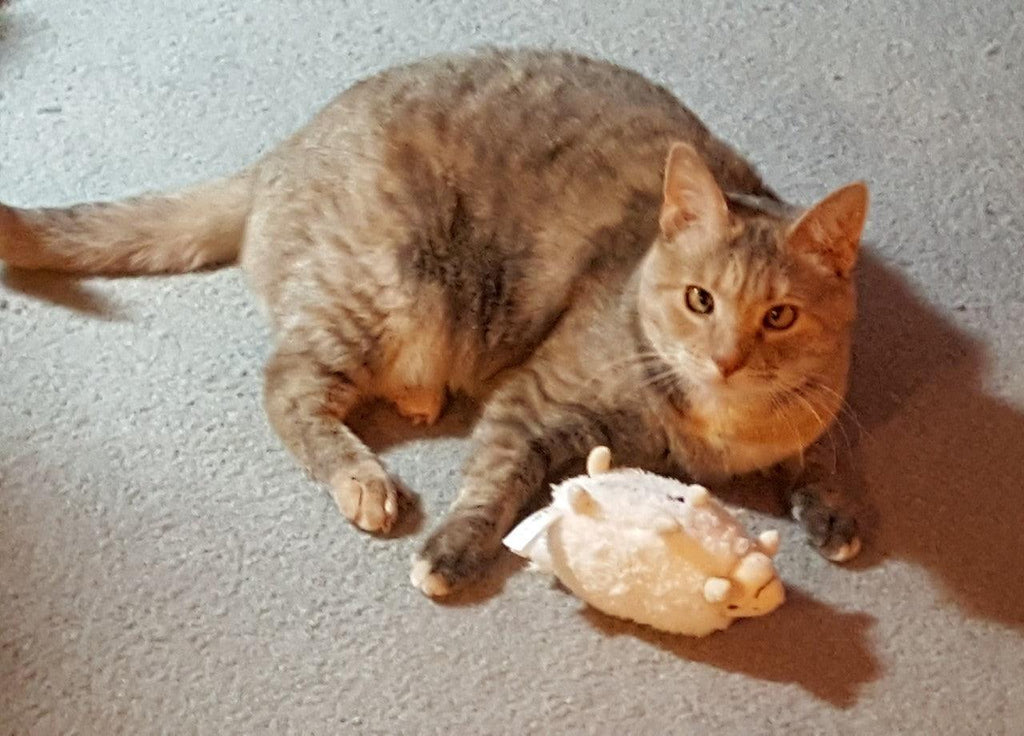 20% OFF! Kitty Combo Catnip & Rattle Cat Toy / Organic Catnip