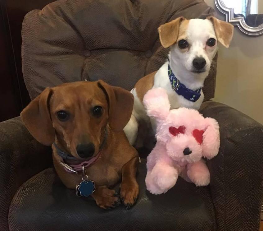 LARGE Hearts, Love & Candy Dog Toys Squeak & NO Squeak