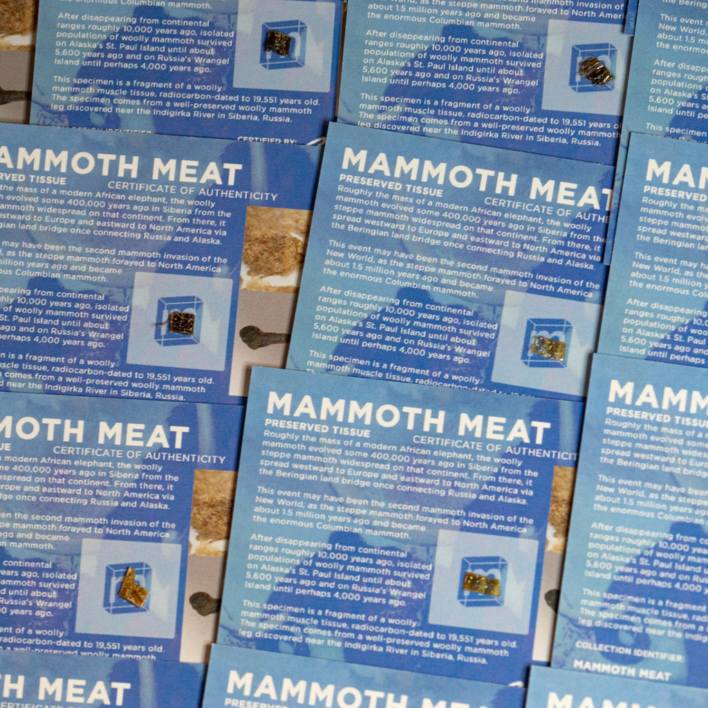 Mammoth Meat - Display Card
