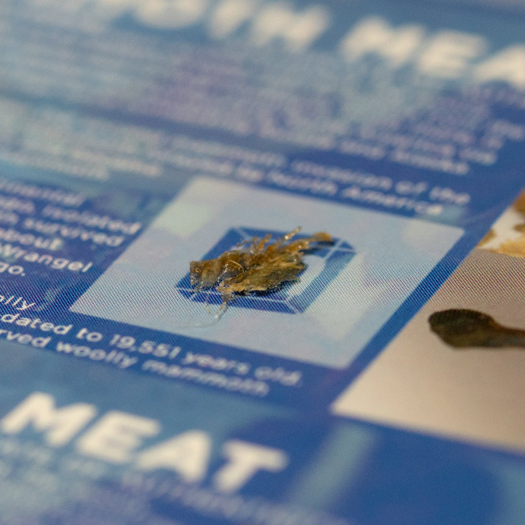 Mammoth Meat - Display Card