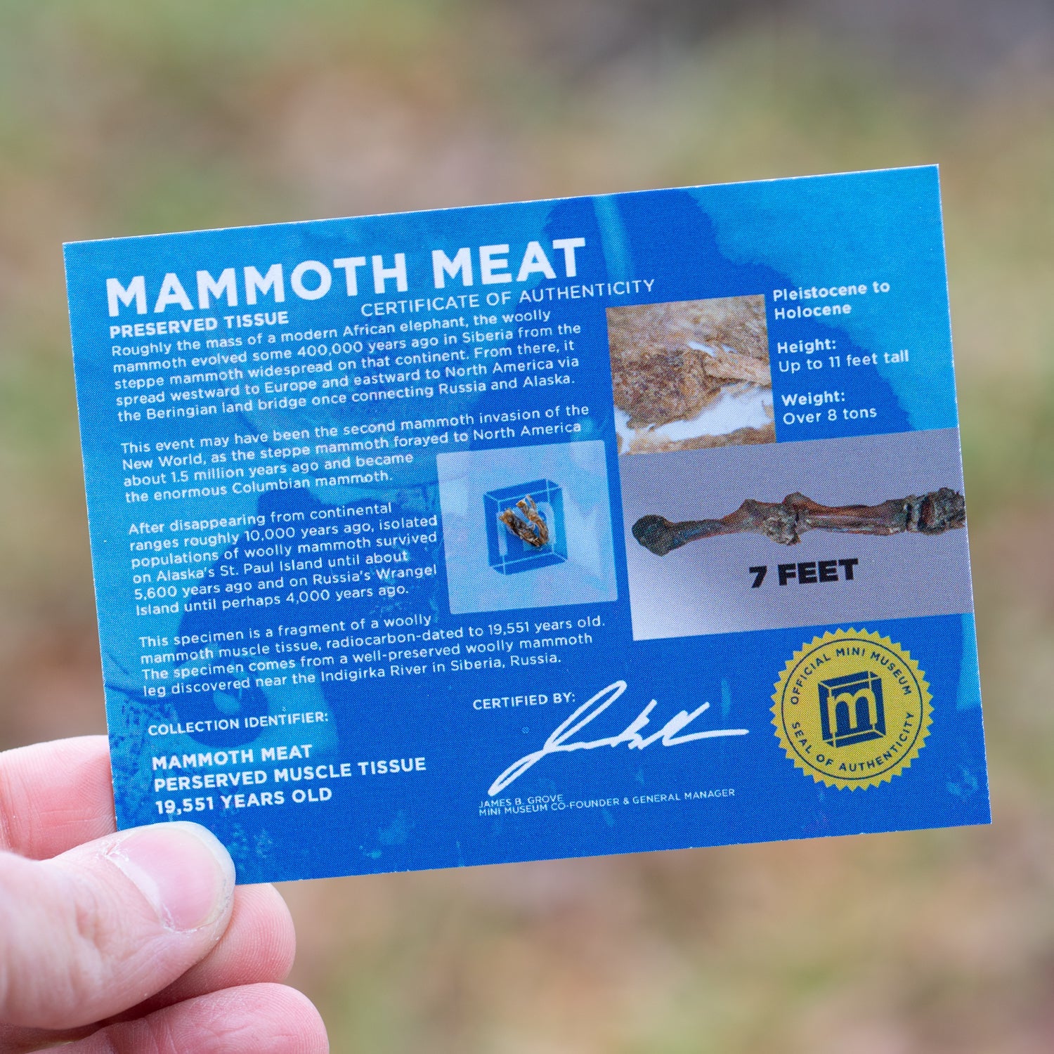 Mammoth Meat - Display Card