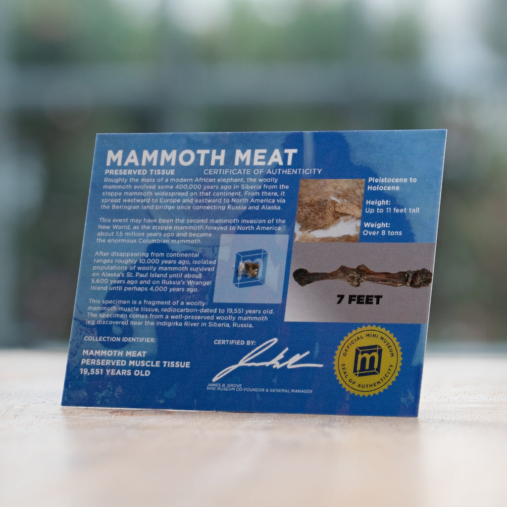 Mammoth Meat - Display Card