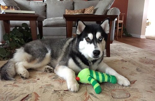 Medium Stuffed SQUEAKY Dog & Puppy Toys / 20-50 lb. Dogs