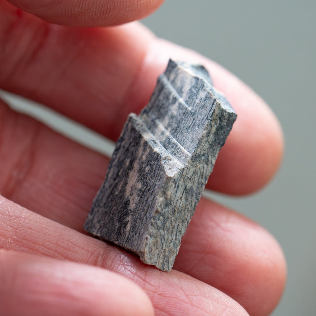 Megacerops Bone - Eocene Fossil