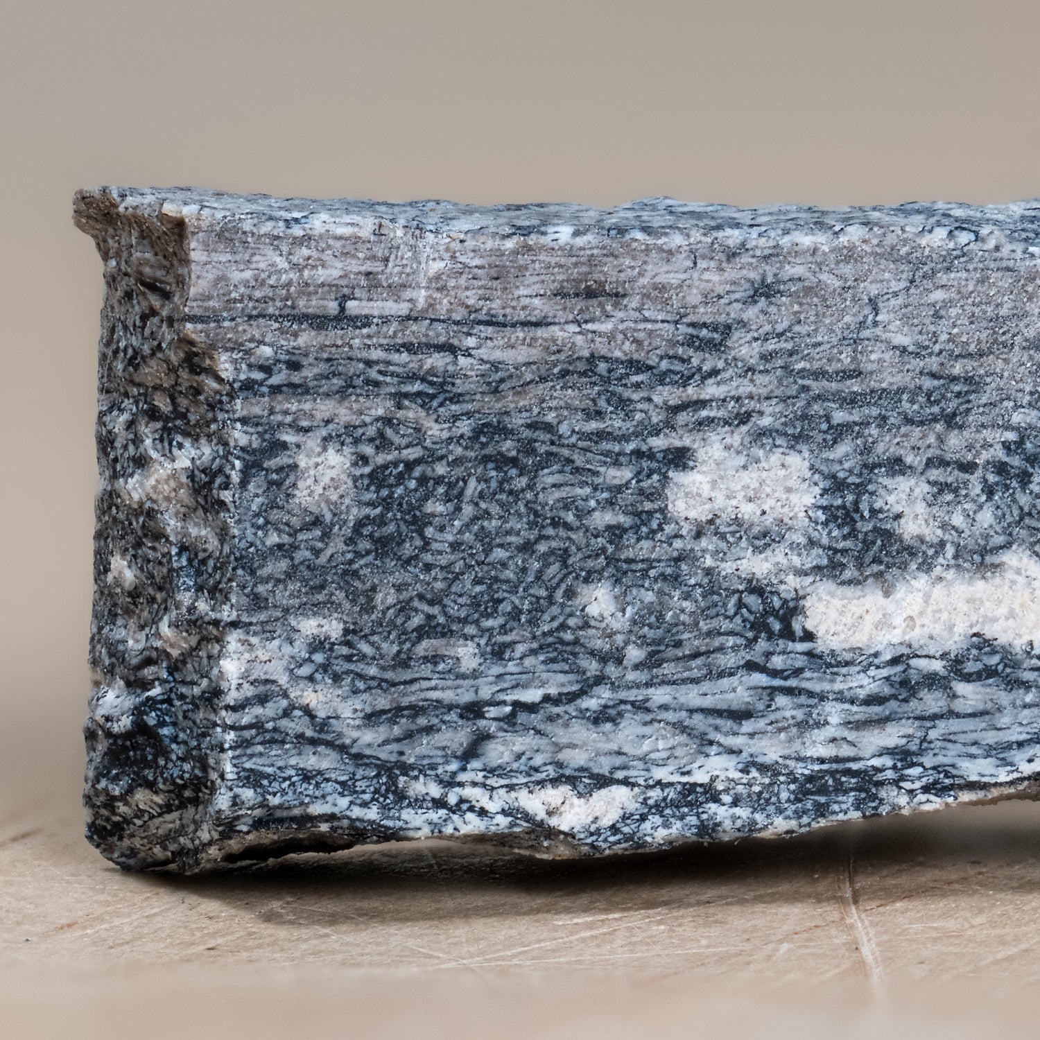 Megacerops Bone - Eocene Fossil