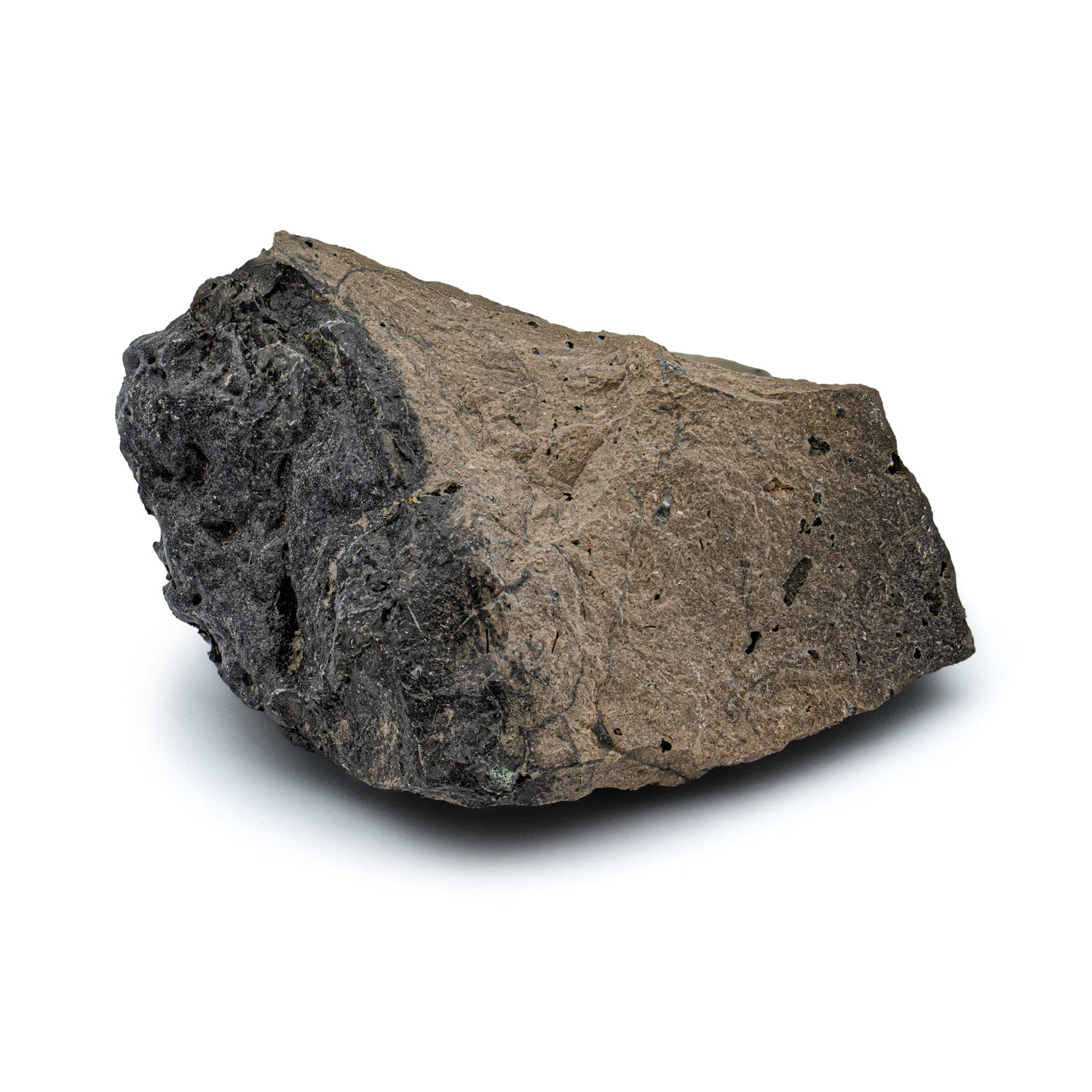 Megalodon Poop