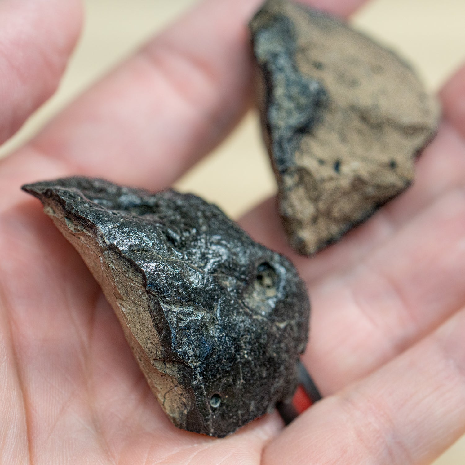 Megalodon Poop