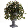 Hoya with Decorative Urn