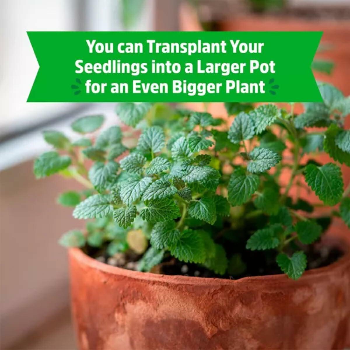 Wellness Grow Kit Lemon Balm Herb Plant Grow Kit 0.75lb Package