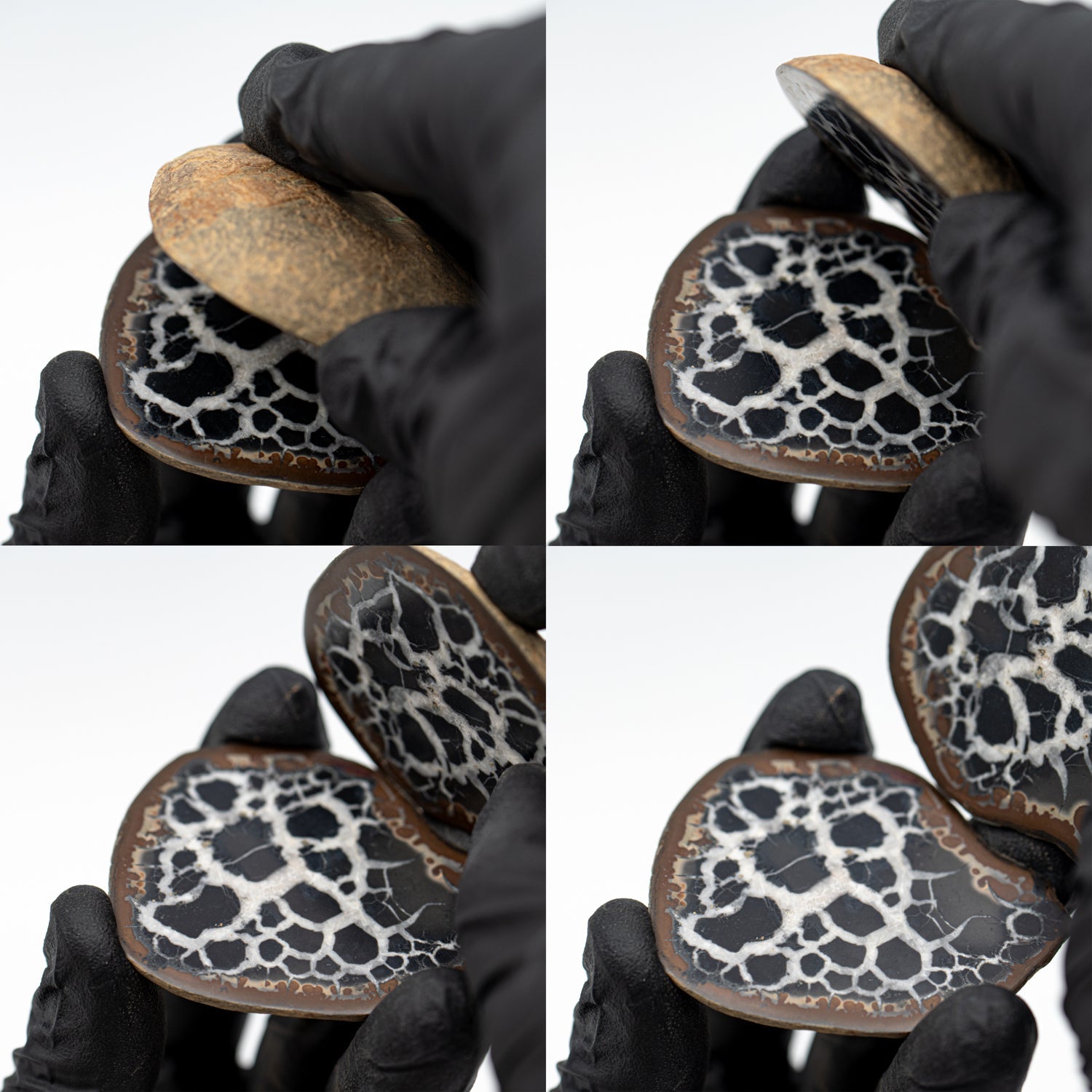 Septarian Nodules