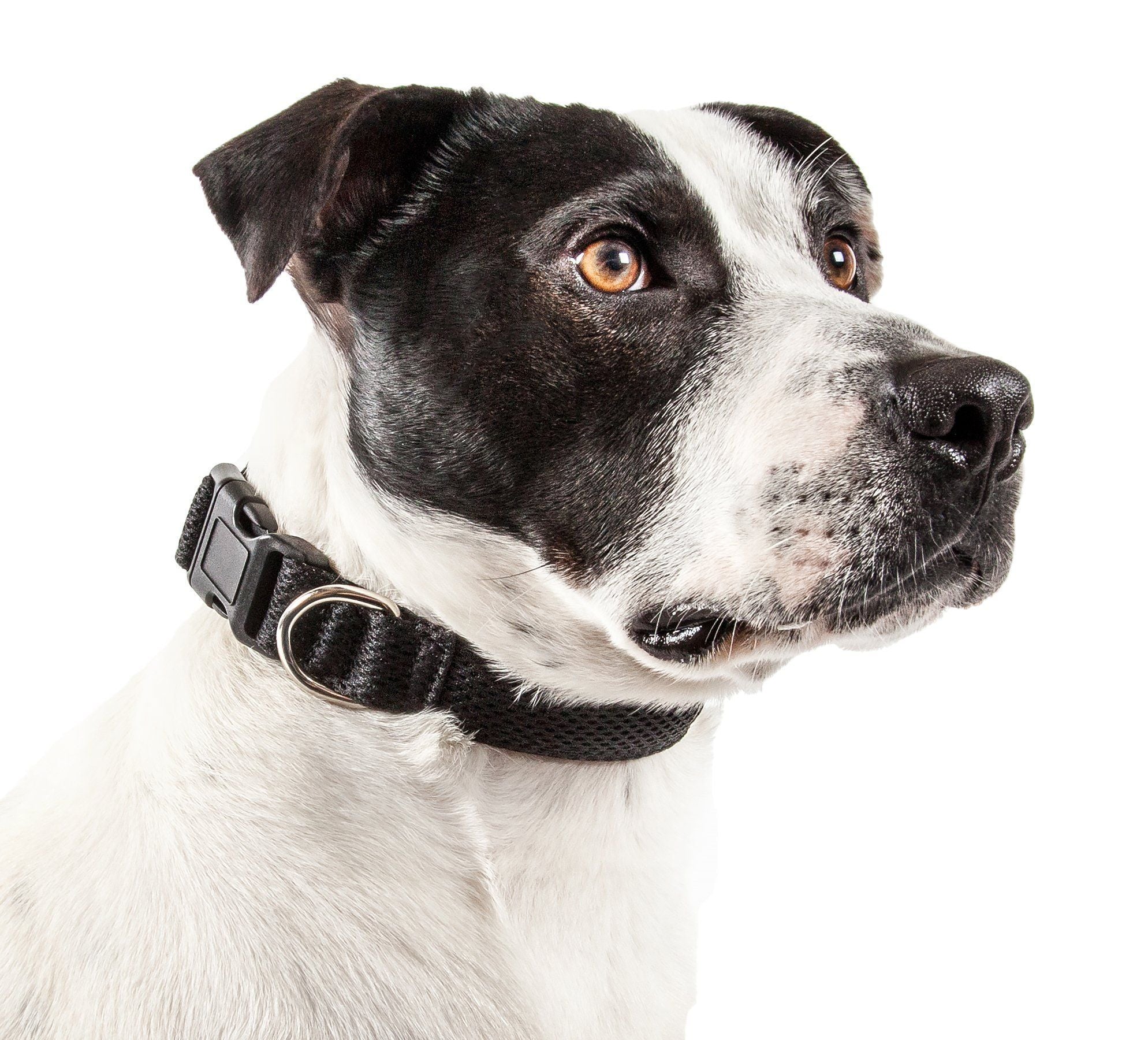 Pet Life ®  'Aero Mesh' Dual-Sided Breathable and Adjustable Thick Mesh Dog Collar