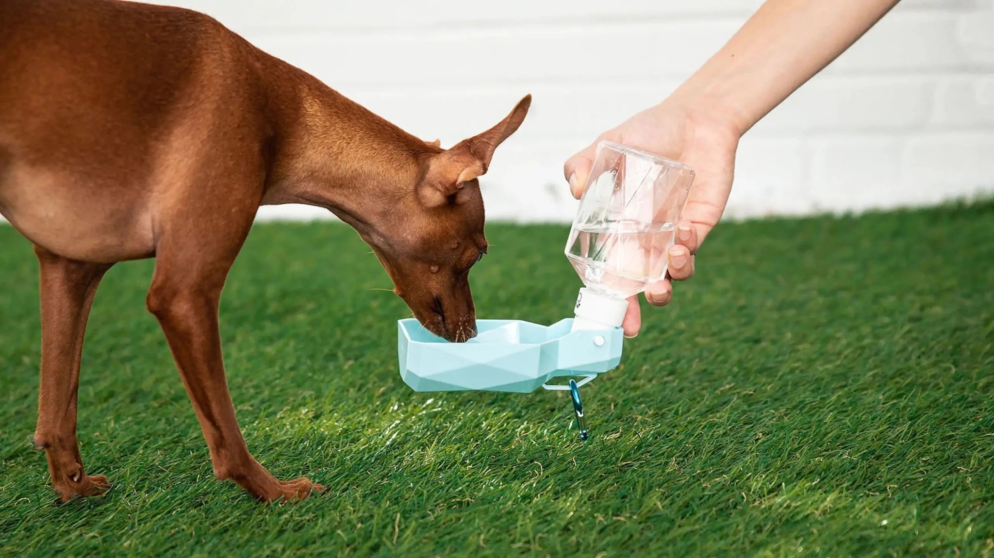 Pet Water Bottle - PhishStones Products