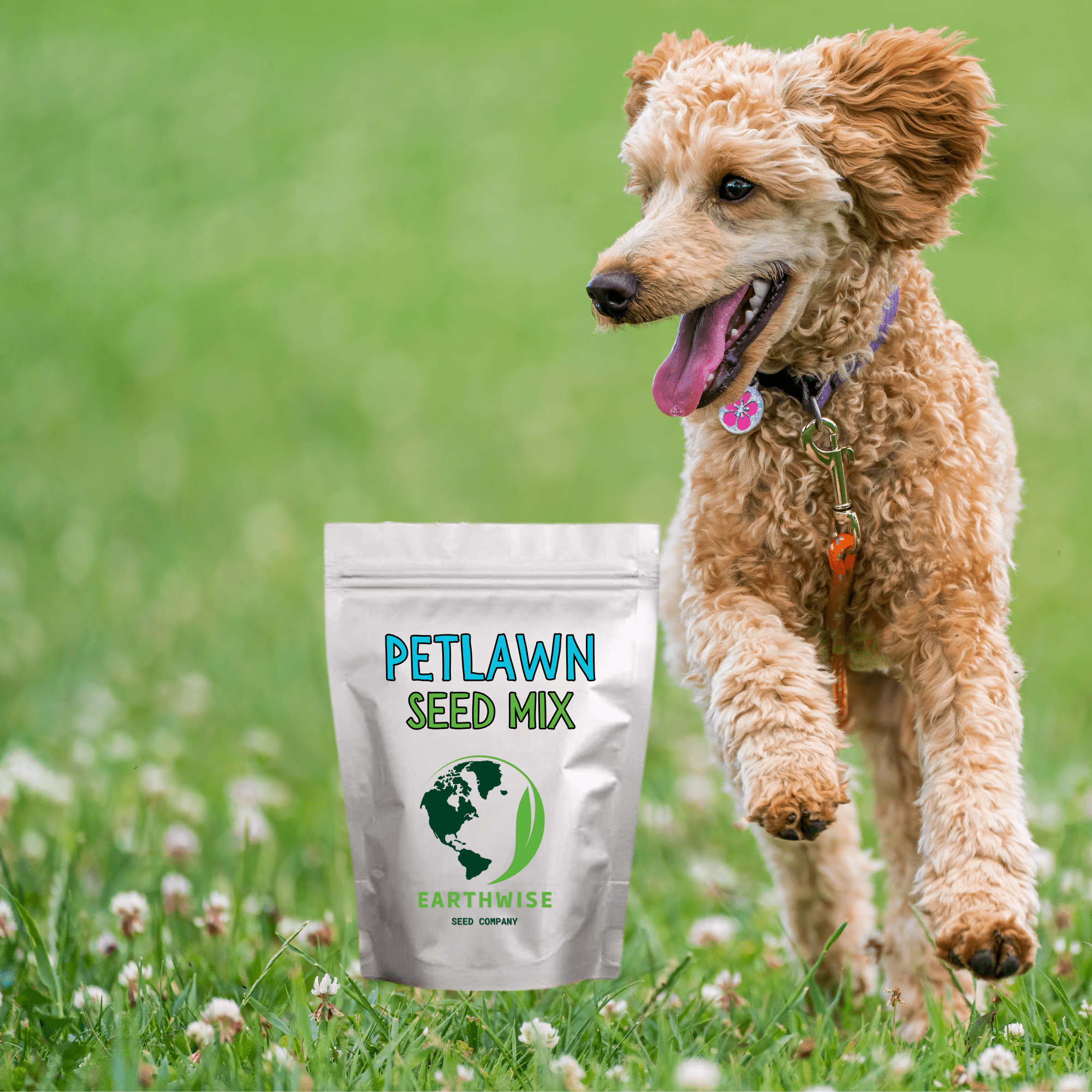 PetLawn™ Dog - Friendly Lawn Mix – Durable, Pet - Safe Grass & Clover Blend - PhishStones Products