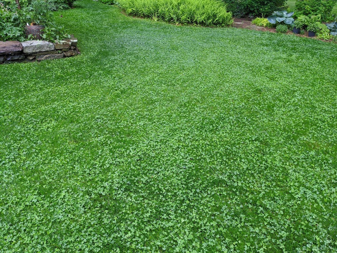 PetLawn™ Dog - Friendly Lawn Mix – Durable, Pet - Safe Grass & Clover Blend - PhishStones Products