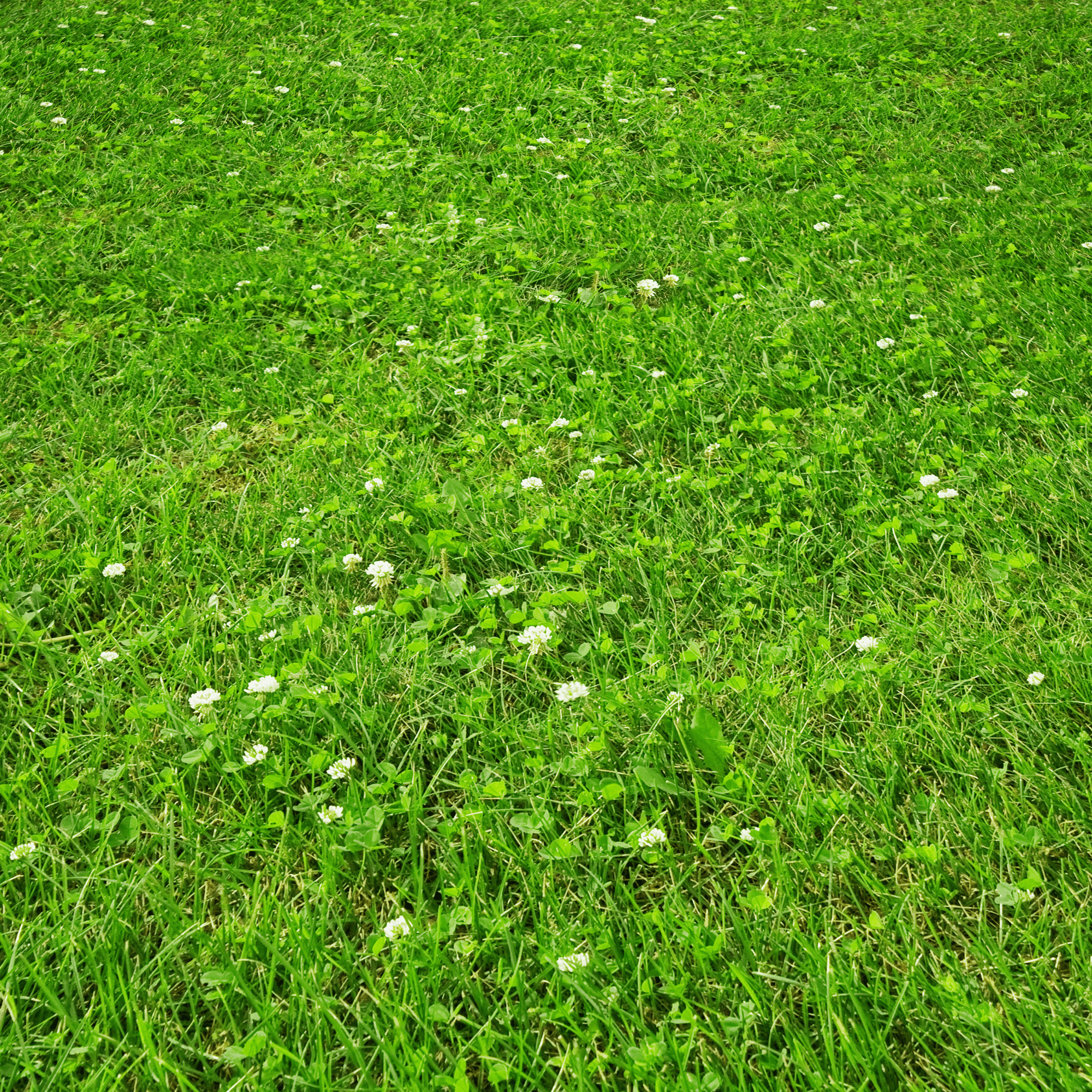 PetLawn™ Dog - Friendly Lawn Mix – Durable, Pet - Safe Grass & Clover Blend - PhishStones Products