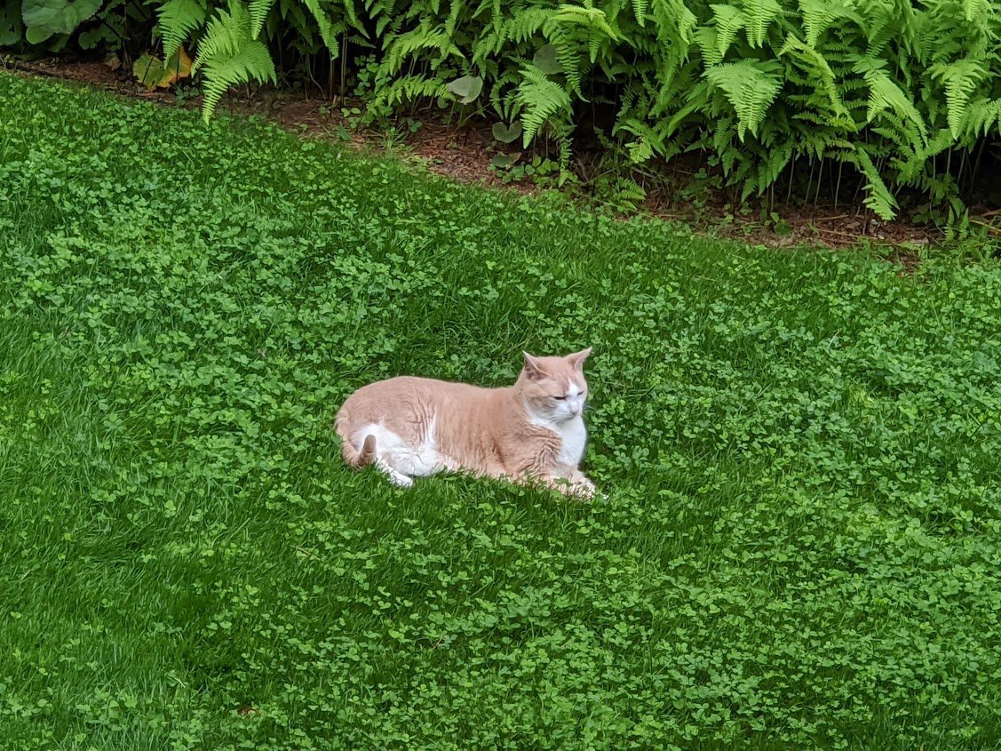 PetLawn™ Dog - Friendly Lawn Mix – Durable, Pet - Safe Grass & Clover Blend - PhishStones Products