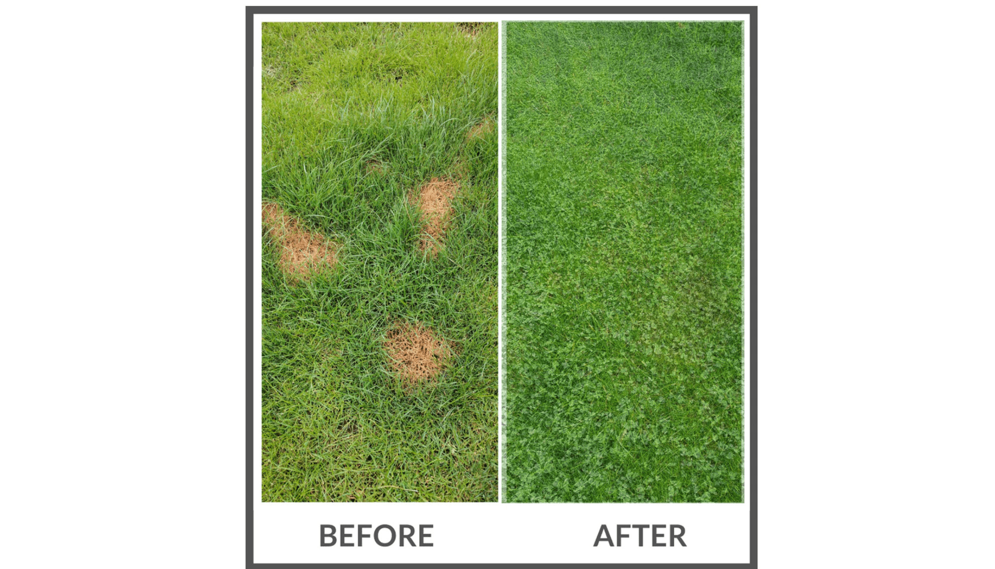 PetLawn™ Dog - Friendly Lawn Mix – Durable, Pet - Safe Grass & Clover Blend - PhishStones Products
