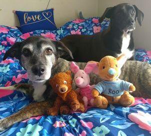 15% OFF! Piglet Stuffed & Squeaky Dog Toys: All Sizes